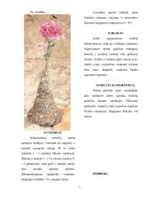 Aranžuotėje naudojami augalai 4 puslapis