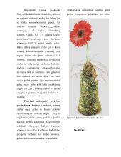 Aranžuotėje naudojami augalai 5 puslapis