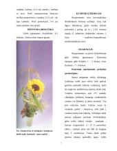 Aranžuotėje naudojami augalai 7 puslapis