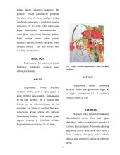 Aranžuotėje naudojami augalai 8 puslapis