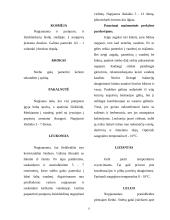 Aranžuotėje naudojami augalai 9 puslapis