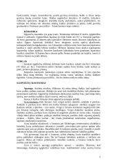 Egipto dailė 3 puslapis