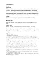 Ekskursija į Čiurlionio muziejų 3 puslapis