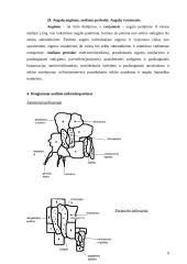Gamtos didaktika: augalo ląstelės 9 puslapis