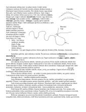 Geologija ir uolienos 15 puslapis
