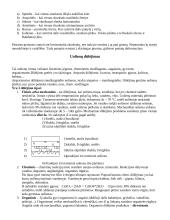 Geologija ir uolienos 4 puslapis