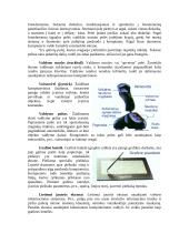 Platus pasiruošimas informatikos egzaminui 4 puslapis