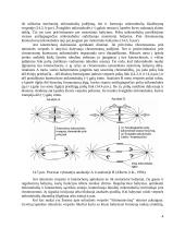 Mitozės fazės 4 puslapis