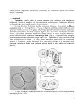 Mitozės fazės 5 puslapis