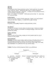 Moliuskų atstovai 8 puslapis