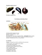 Moliuskų atstovai 9 puslapis