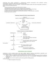 Mitybos svarba 16 puslapis
