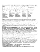 Verslo samprata. Skiriamieji verslo bruožai, ekonominiai verslo principai. Pseudoverslas. Antiverslas 13 puslapis