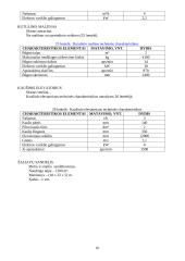 Keraminių čerpių gamybos cechas 15 puslapis