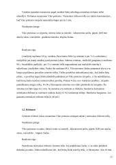 Portlandcemento gamyba 11 puslapis