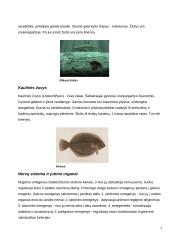 Stuburiniai gyvūnai 2 puslapis