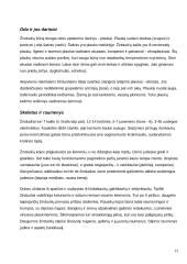 Stuburiniai gyvūnai 13 puslapis