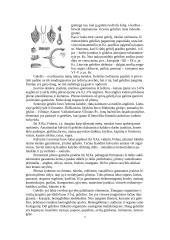 Viskas apie geležį 2 puslapis