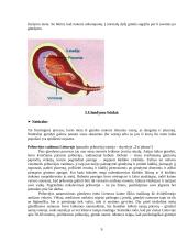 Gimdymas: anksčiau ir dabar 9 puslapis