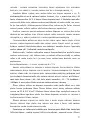 Medžiai. Medienos panaudojimas 11 puslapis