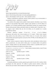 Medžiai. Medienos panaudojimas 13 puslapis