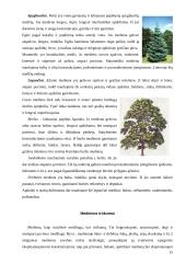 Medžiai. Medienos panaudojimas 15 puslapis