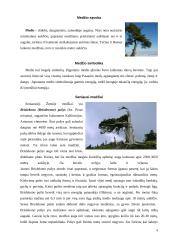 Medžiai. Medienos panaudojimas 4 puslapis