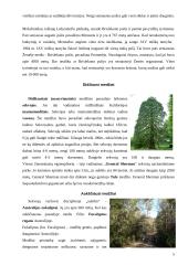 Medžiai. Medienos panaudojimas 5 puslapis