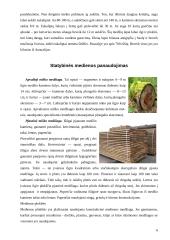 Medžiai. Medienos panaudojimas 6 puslapis