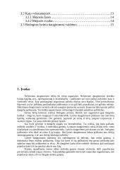 Nelytinis ir lytinis dauginimasis 3 puslapis