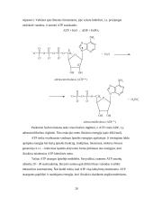 Siera. Azotas. Fosforas 20 puslapis