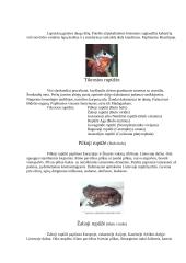 Varliagyvių rūšies apibūdinimas 14 puslapis