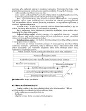 Verslo sėkmė. Verslo rizika 7 puslapis