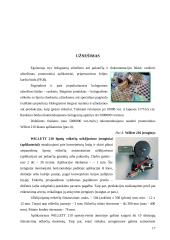 Holograminiai dokumentų apsaugos elementai 17 puslapis