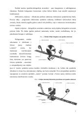 Holograminiai dokumentų apsaugos elementai 7 puslapis