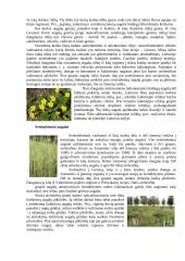 Flora ir augalija 3 puslapis