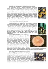 Grybai. Valgomieji grybai Lietuvoje 5 puslapis