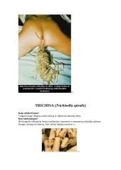 Apvaliųjų kirmėlių prisitaikymas parazitiniam gyvenimui 4 puslapis