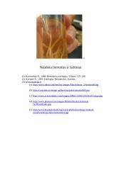 Apvaliųjų kirmėlių prisitaikymas parazitiniam gyvenimui 6 puslapis