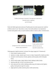 Dantų implantacija. Veiksniai, įtakojantys implantų biointegraciją 3 puslapis