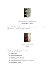 Dantų implantacija. Veiksniai, įtakojantys implantų biointegraciją 5 puslapis