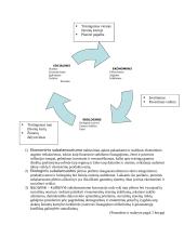 Darni subalansuota plėtra 3 puslapis