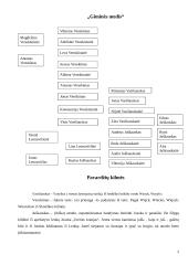 Genealoginis medis 2 puslapis