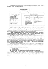 Kapitalas. Rizika 3 puslapis