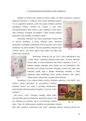 Konceptualiosios metaforos alkoholinių gėrimų reklamose 10 puslapis