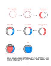 Makroekonominiai rodikliai ir jų analizė 3 puslapis