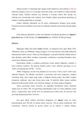 Mažumos centrinėje ir rytų Europoje 4 puslapis