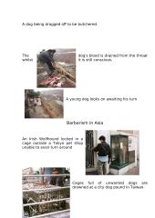 Save the animals 2 puslapis