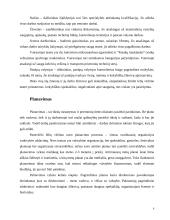 Spektaklių kūrimo proceso valdymo praktika: "Panevėžio lėlių vežimo teatras" 6 puslapis
