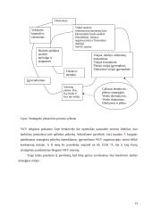 Veiklos vertinimas remiantis kokybės vadybos principais: UAB "X" 13 puslapis